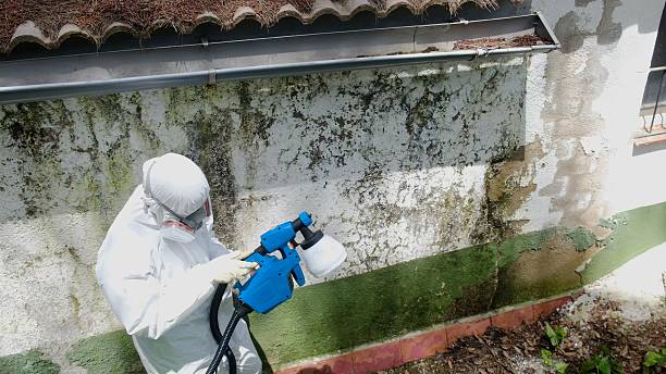 Trusted Mold Removal service in East Rutherford, NJ - Cheap Mold Removal